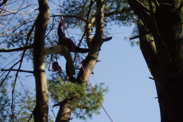 Tree Care