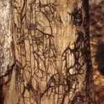 Armillaria Root Rot