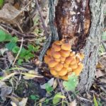 Armillaria Root Rot