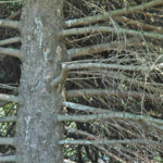 Cytospora Canker