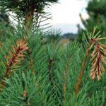 Diplodia Tip Blight