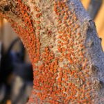 Nectria Canker
