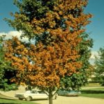 Verticillium Wilt