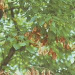 Verticillium Wilt