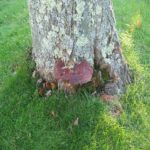 Armillaria Root Rot